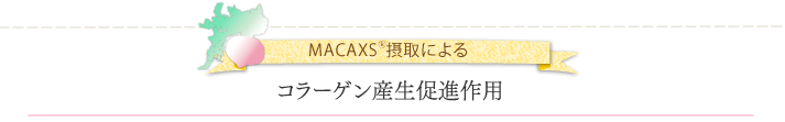 MACAXS®摂取によるコラーゲン産生促進作用